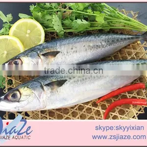 Frozen Whole Round Mackerel thumbnail-3