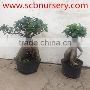 Ginseng Ficus thumbnail-1