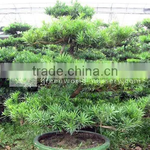 Podocarpus Macrophyllus Landscaping Trees thumbnail-1