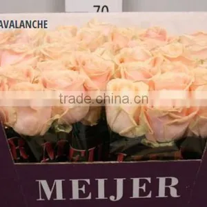 ROSE SWEET AVALANCHE thumbnail-1