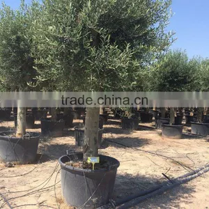 Olive Tree Young Skin Trunk - Olea Europaea "Cruz Alta" thumbnail-2