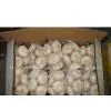 Pure White Garlic thumbnail-1