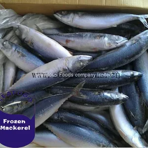 NEW LANDING FROZEN FISH PACIFIC MACKEREL, SEA FROZEN MACKEREL 400-600g thumbnail-2