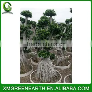 Ficus Microcarpa Multiroots 2m (2) thumbnail-1