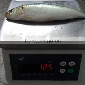 Good Quality Frozen Sardine Seafood Fish 85-90 Pcs thumbnail-6