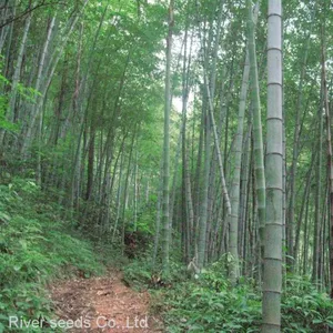 New Harvested Ripe China Bamboo Seed Trade Big Bamboo Seeds for Sale Planting thumbnail-2