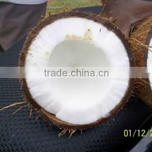 High Quality Matured Coconut thumbnail-1