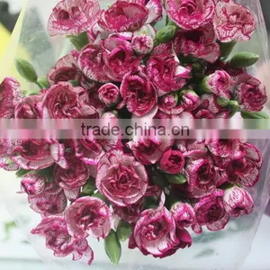 Fresh Cut Flowers Natural Carnation/red/pink/white/yellow/champane Colors thumbnail-6