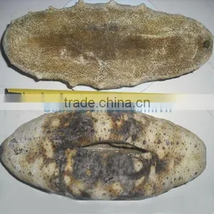 Dried Sea Cucumber, White Teat Fish, Holothuria Fuscogilva thumbnail-5