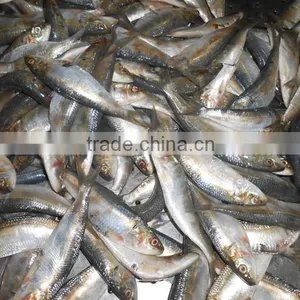 Frozen Sardine Fish thumbnail-4