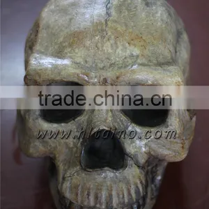 Human Skull for Museum and School thumbnail-1