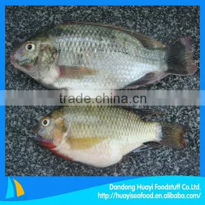 Supply Cleaning Best Fresh Frozen Tilapia thumbnail-1
