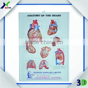 Human Body Anatomy 3d Wall Poster/embossed Cubic Medical Poster thumbnail-1