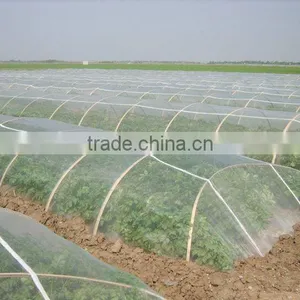 2016 Fresh Holland Potato (china) thumbnail-1