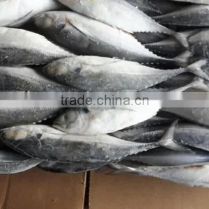 Frozen Horse Mackerel Whole Round thumbnail-2