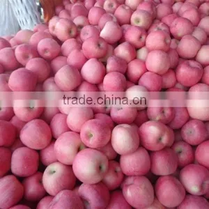 New Crop Fresh Red Delicious Fuji Apple thumbnail-1