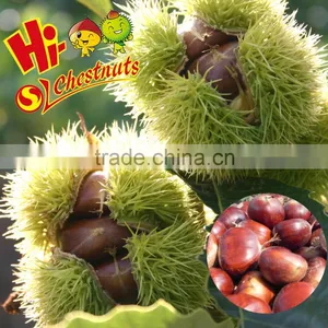 Bulk Fresh Chestnut Chinese Food Wholesale Frozen Raw Food thumbnail-3