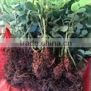 2 -5 Years and 30-120cm Rosa Rugosa Seedlings For Beautiful Roses thumbnail-1