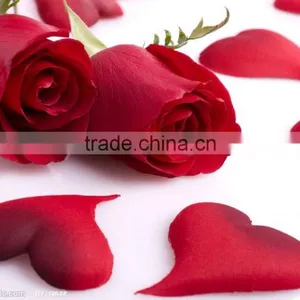 Natural Preserved Stem Longer Rose Flower for Gifts & Decorations thumbnail-6