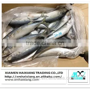 Frozen Whole IQF Tilapia Fish Farms in China thumbnail-4