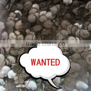 Varies Natural Raw Material Seashell thumbnail-1