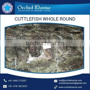 Trusted Quality Fresh and Organic Frozen Cuttlefish Whole Round thumbnail-3