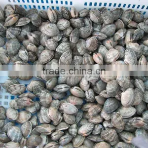 Seafood Frozen Canned Baby Clam thumbnail-4
