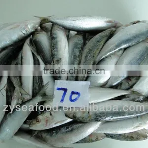Sardinops Melanosticta Frozen Sardine Fish thumbnail-2