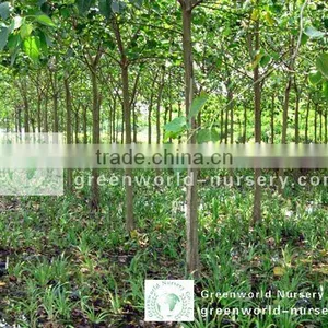 Ficus Religiosa Outdoor Plants thumbnail-1