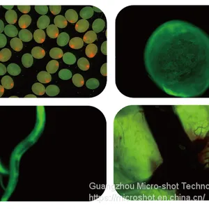 Scientific Grade Stereo-fluorescence Microscope MZX81 thumbnail-2