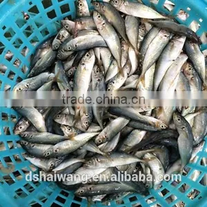 Frozen Seafood Small Eyes Horse Mackerel With Size - 50g thumbnail-2