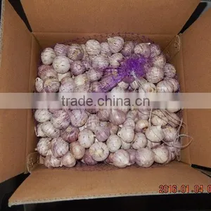 GARLIC thumbnail-1