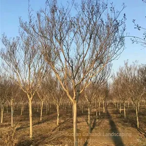 Price List of Crape Myrtle Trees in 2020 thumbnail-1