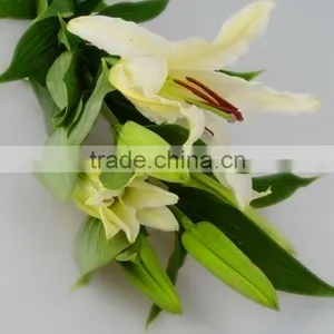 High Grade Siberia Little Lily Flowers thumbnail-6