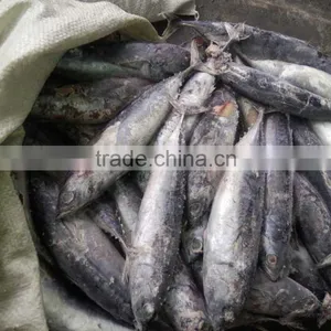 Frozen Bonito Fish ( Auxis Thazard) for Fish Bait thumbnail-4