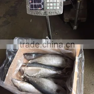 Frozen 1.5kg up Belted Bonito ( Sarda Orientalis) thumbnail-4