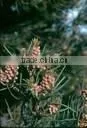 Juniper Oil ( Complying to BP ) thumbnail-1