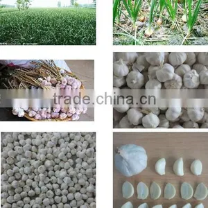 Fresh Pure White Garlic 5.0cm Packed In Carton thumbnail-5
