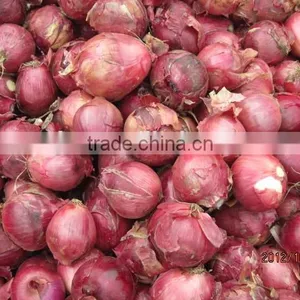Fresh Onion Red Onion Dry Onion thumbnail-6