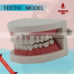 Teeth Care Model thumbnail-2