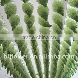 Plastic Eremurus Foxtail thumbnail-1