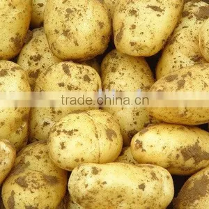 Holland Potato thumbnail-1