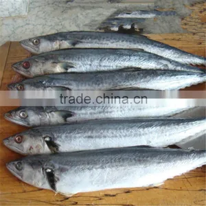 Japanese Spanish Mackerel thumbnail-1