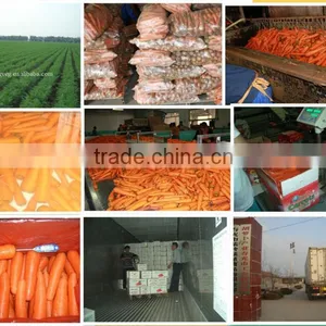 Fresh Carrots Manufacturer thumbnail-4