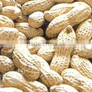 FAMOUS GROUNDNUT IN SHELL thumbnail-1