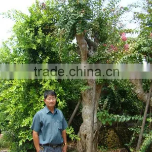 Lagerstroemia Indica L. thumbnail-2