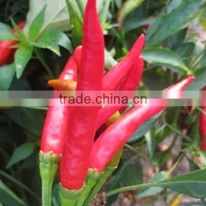 2016 New Crop Factory Exporter Fresh Red Chilli With Haccp, Halal Certificates thumbnail-2