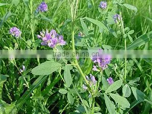 Hot Sale Alfalfa Extract Powder thumbnail-1