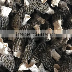 High Quality Morels/morilles/morchella Conica/cultivate Morels/morel Mushroom thumbnail-2