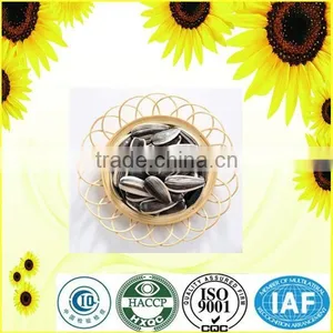 Inner Mongolia Seeds Sunflower 5009 thumbnail-1